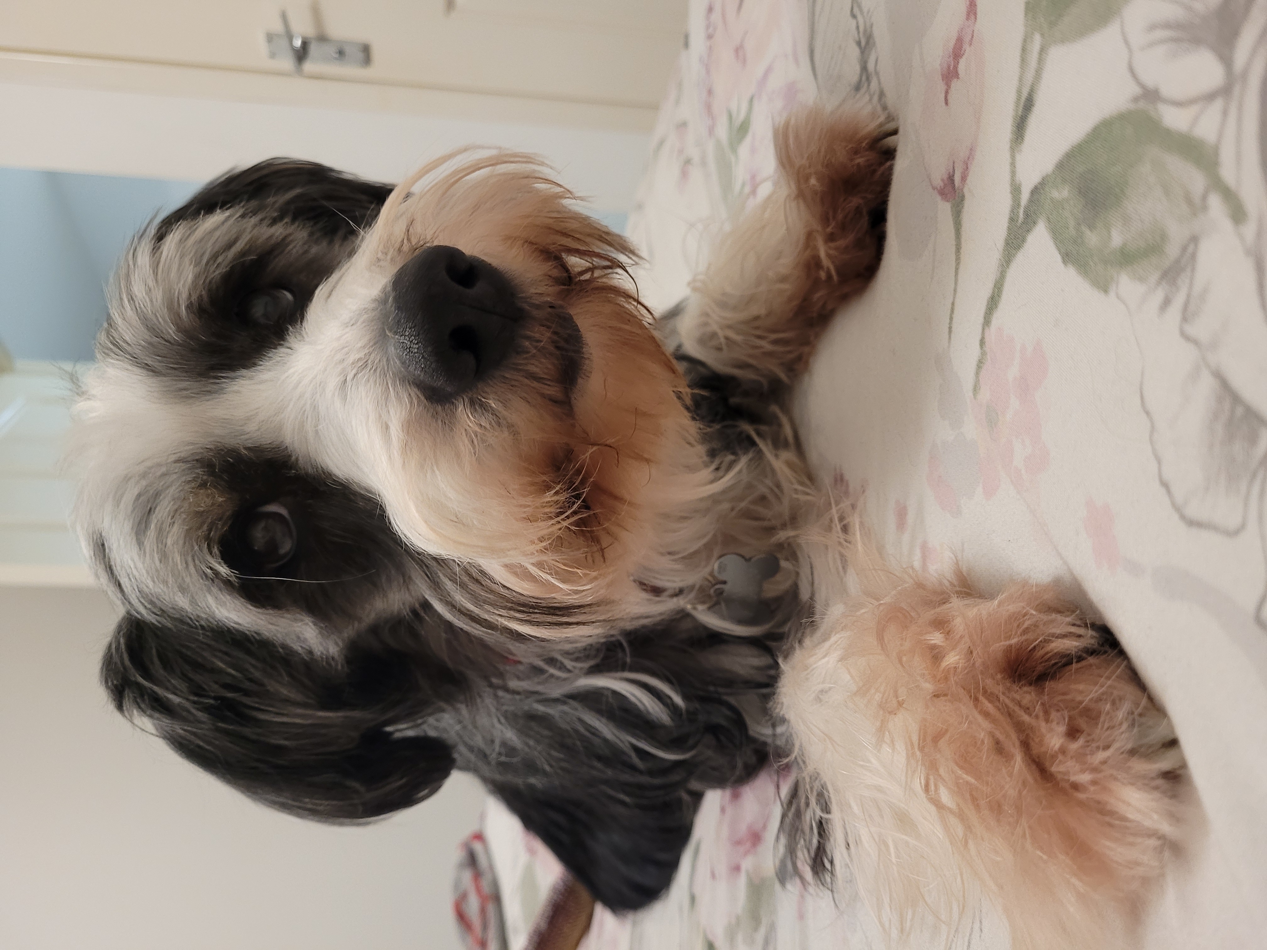 Dog Exploring Nature